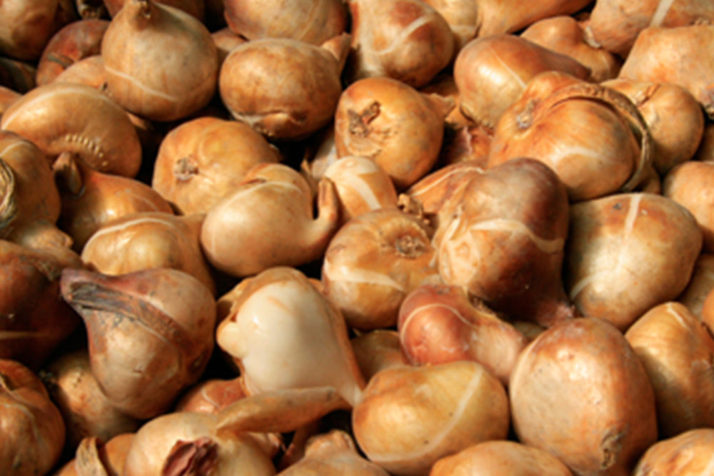 The History of Eating Tulips