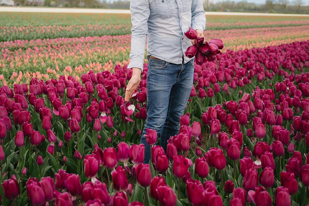 Picking Tulips in a tulip field