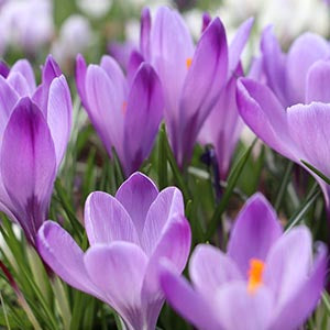 Close-up of blooming purple crocuses with green stems and leaves in a garden setting.