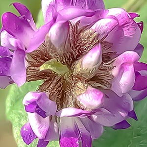 Bakuchiol - Purple flowers
