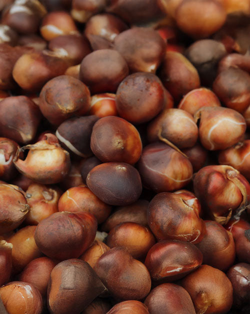 Close-up of a pile of Tulip Bulbs
