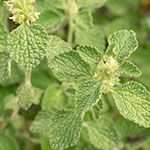 Close-up of a marrubium plant with small green leaves