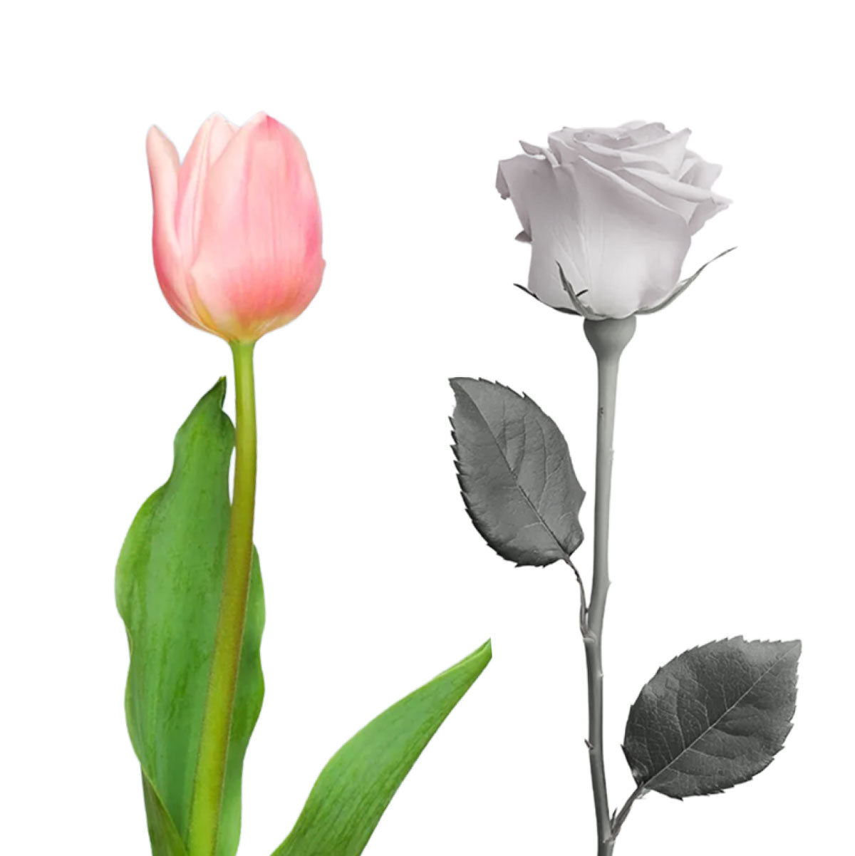 Illustration of a Tulip and a rose